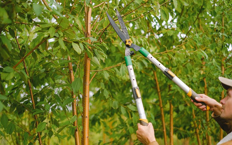 Tree trimming in Breda, IA