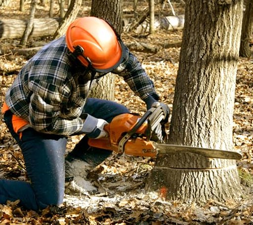 Tree Removal in Breda, IA
